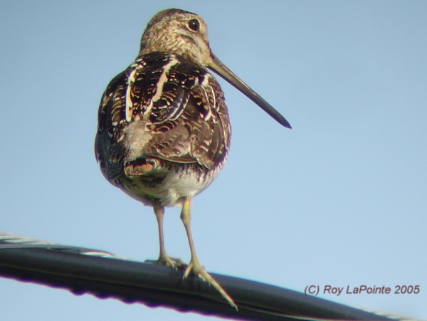 Photo (11): Wilson's Snipe
