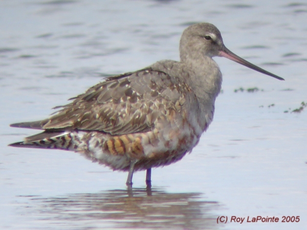Photo (13): Hudsonian Godwit