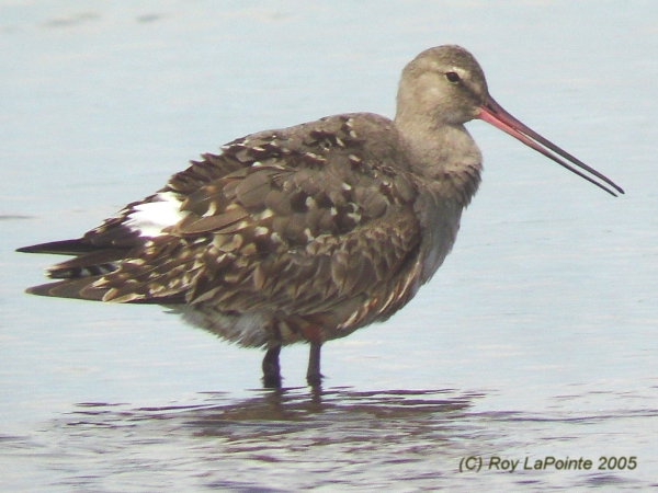 Photo (14): Hudsonian Godwit