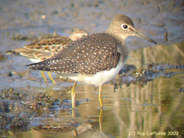 Photo (3): Solitary Sandpiper