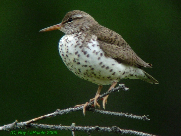 Photo (5): Spotted Sandpiper