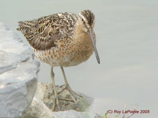 Photo (5): Short-billed Dowitcher