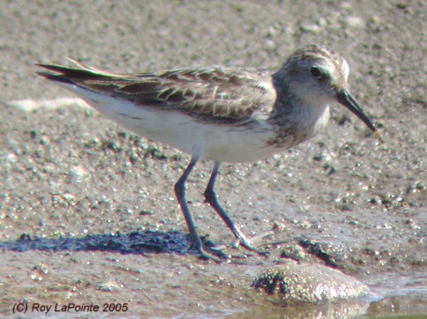 Photo (9): Semipalmated Sandpiper