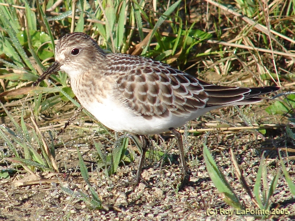 Photo (19): White-rumped Sandpiper