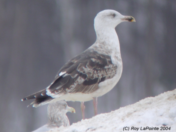 Photo (18): Great Black-backed Gull