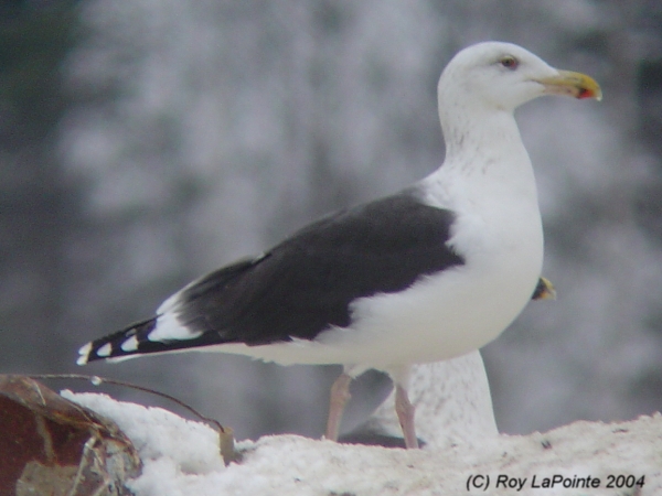 Photo (12): Great Black-backed Gull