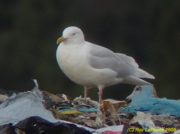 Photo (6): Glaucous Gull