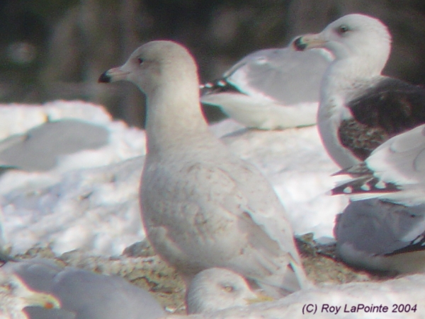 Photo (7): Glaucous Gull