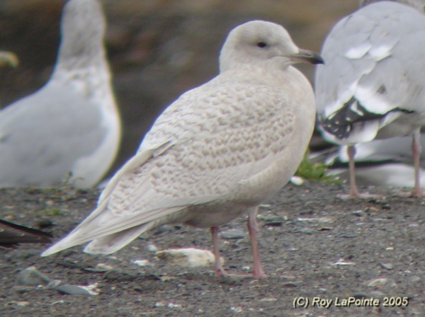 Photo (13): Iceland Gull