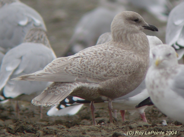 Photo (15): Iceland Gull