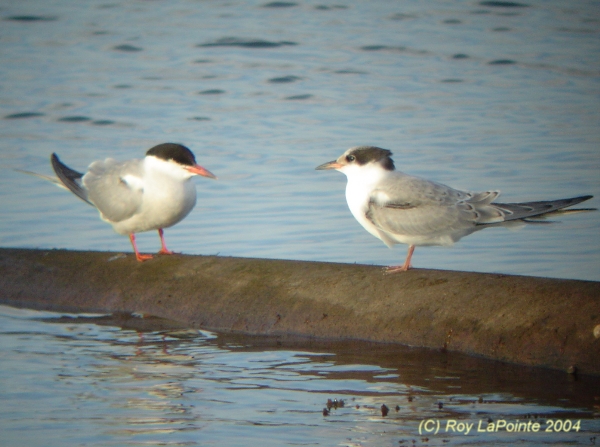 Photo (14): Common Tern