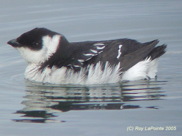 Photo (4): Dovekie