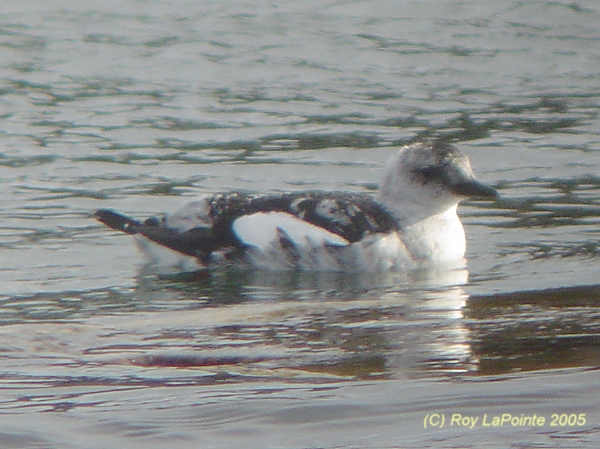Photo (6): Black Guillemot