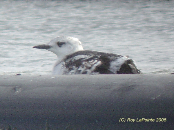 Photo (7): Black Guillemot