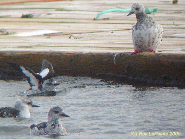 Photo (8): Black Guillemot