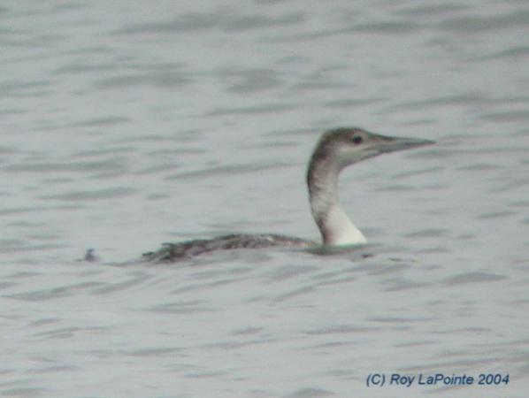 Photo (14): Common Loon