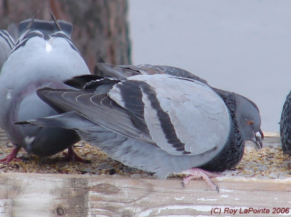 Photo (2): Rock Pigeon
