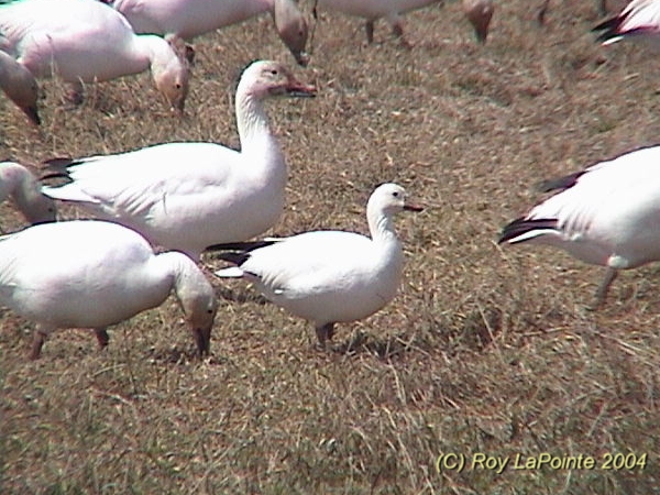 Photo (17): Ross's Goose