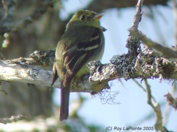 Photo (12): Yellow-bellied Flycatcher