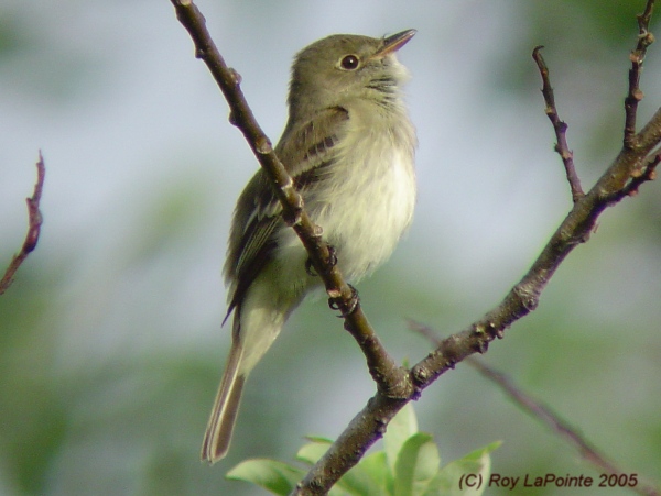 Photo (2): Alder Flycatcher