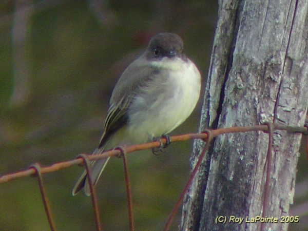 Photo (8): Eastern Phoebe