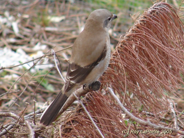 Photo (5): Northern Shrike