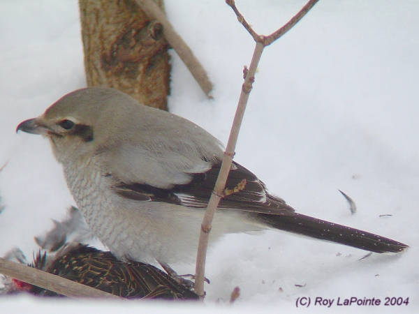 Photo (6): Northern Shrike