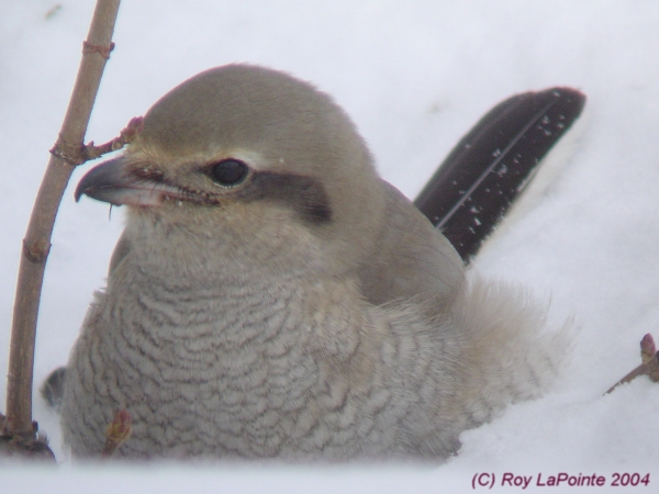 Photo (7): Northern Shrike