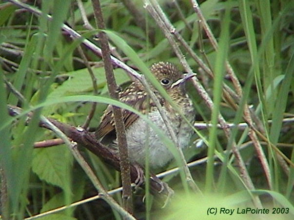 Photo (6): Veery