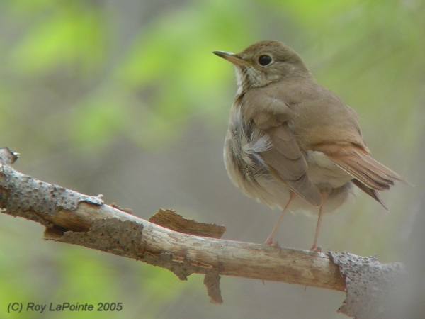 Photo (8): Hermit Thrush