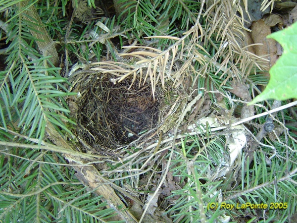 Photo (20): Hermit Thrush