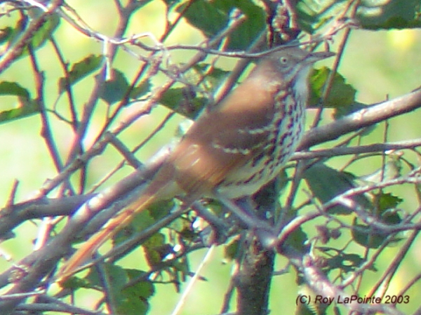 Photo (16): Brown Thrasher