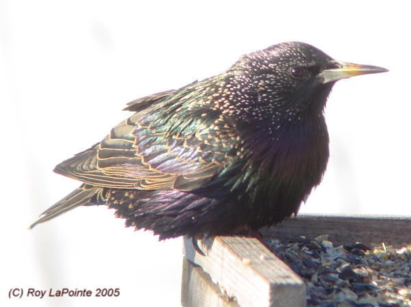 Photo (20): European Starling