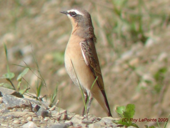 Photo (18): Northern Wheatear