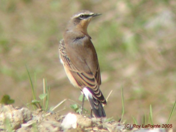 Photo (13): Northern Wheatear