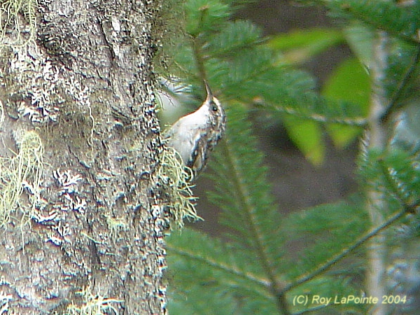 Photo (21): Brown Creeper