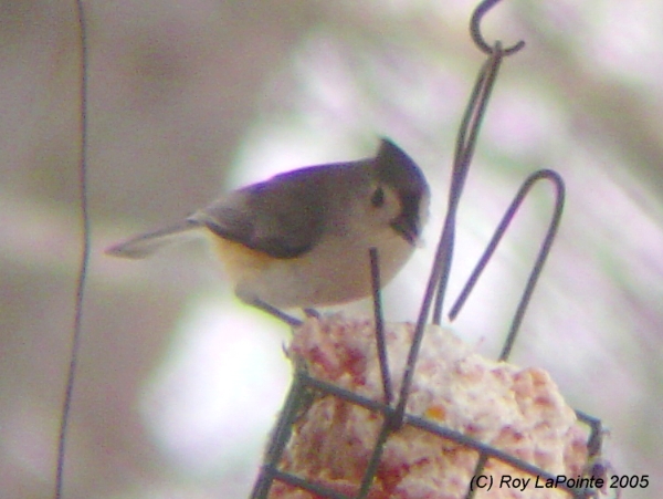 Photo (4): Tufted Titmouse