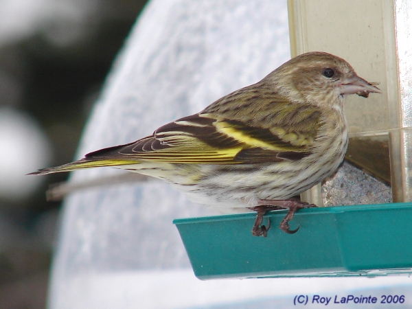 Photo (10): Pine Siskin