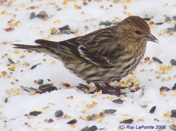 Photo (17): Pine Siskin