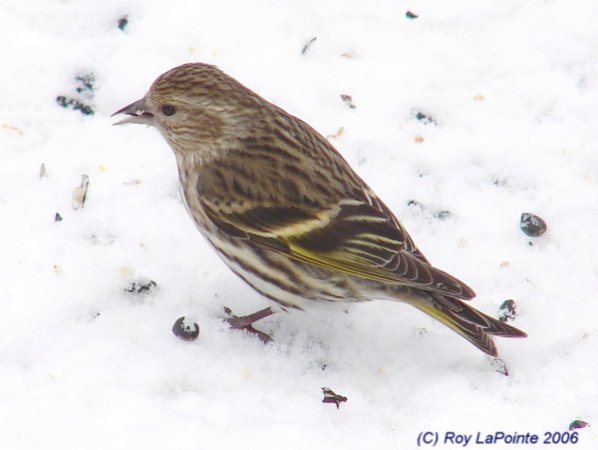 Photo (15): Pine Siskin