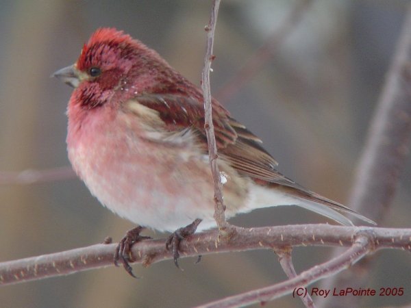 Photo (4): Purple Finch