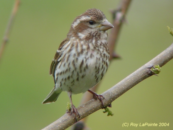 Photo (6): Purple Finch