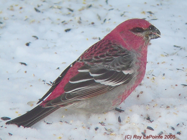 Photo (11): Pine Grosbeak