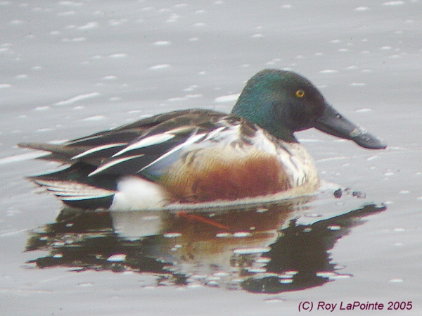 Photo (14): Northern Shoveler