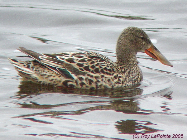 Photo (10): Northern Shoveler