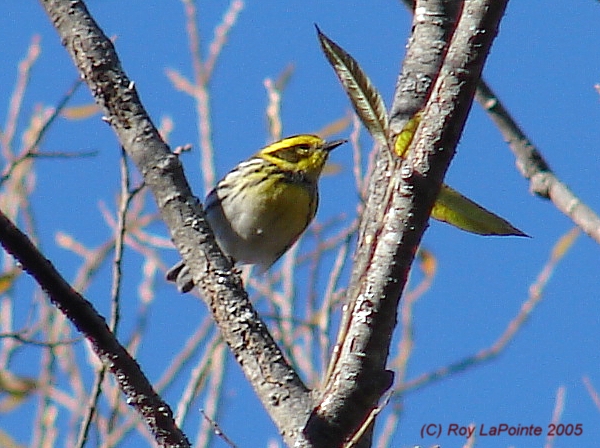 Photo (17): Townsend's Warbler