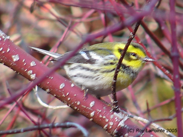 Photo (18): Townsend's Warbler