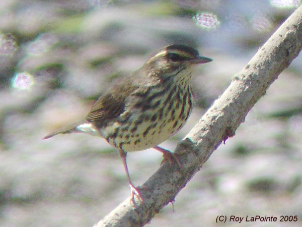 Photo (15): Northern Waterthrush