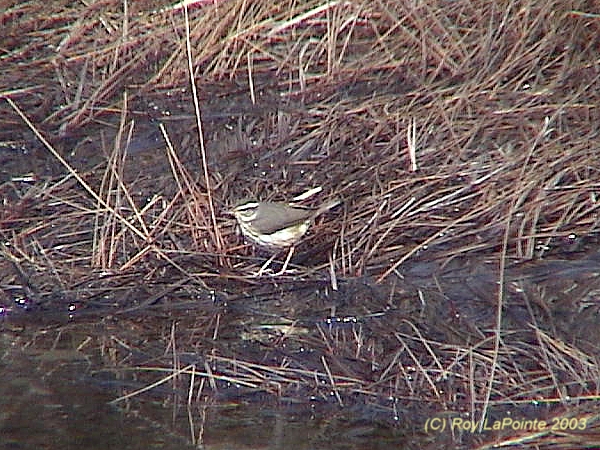 Photo (12): Louisiana Waterthrush