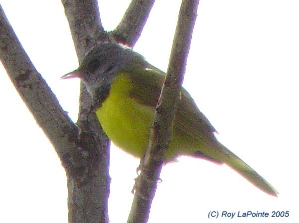Photo (7): Mourning Warbler